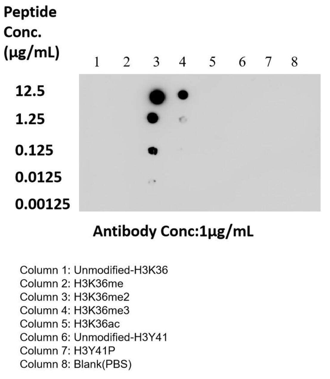 Dot Blot experiment of peptide using Di/Tri-Methyl-Histone H3 (Lys36) Recombinant antib (84329-1-RR)